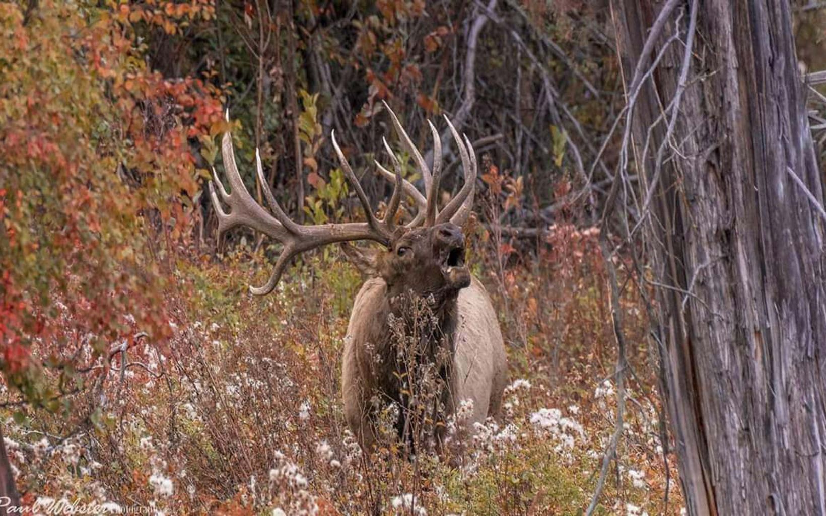 A male elk bugling.
