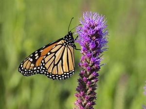Closeup of a monarch butterfly on wildflowers in a prairie.