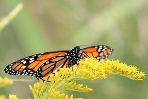 A monarch butterfly rests on goldenrod.
