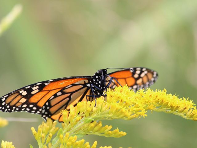 A monarch butterfly rests on goldenrod.