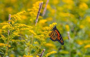 Monarch in Goldenrod Field
