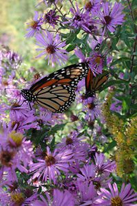 A monarch butterfly on New England aster blooms. 