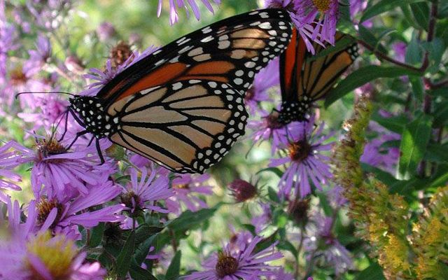 A monarch butterfly on New England aster blooms. 
