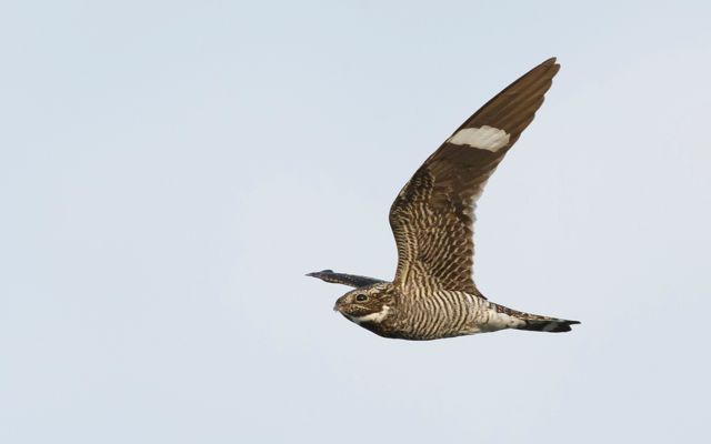 A brown and white bird in flight with its wing fully extended.
