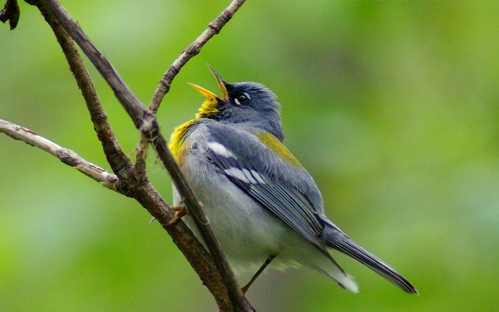 A male northern parula singing on a branch. 