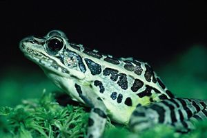 A pickerel frog in profile. 