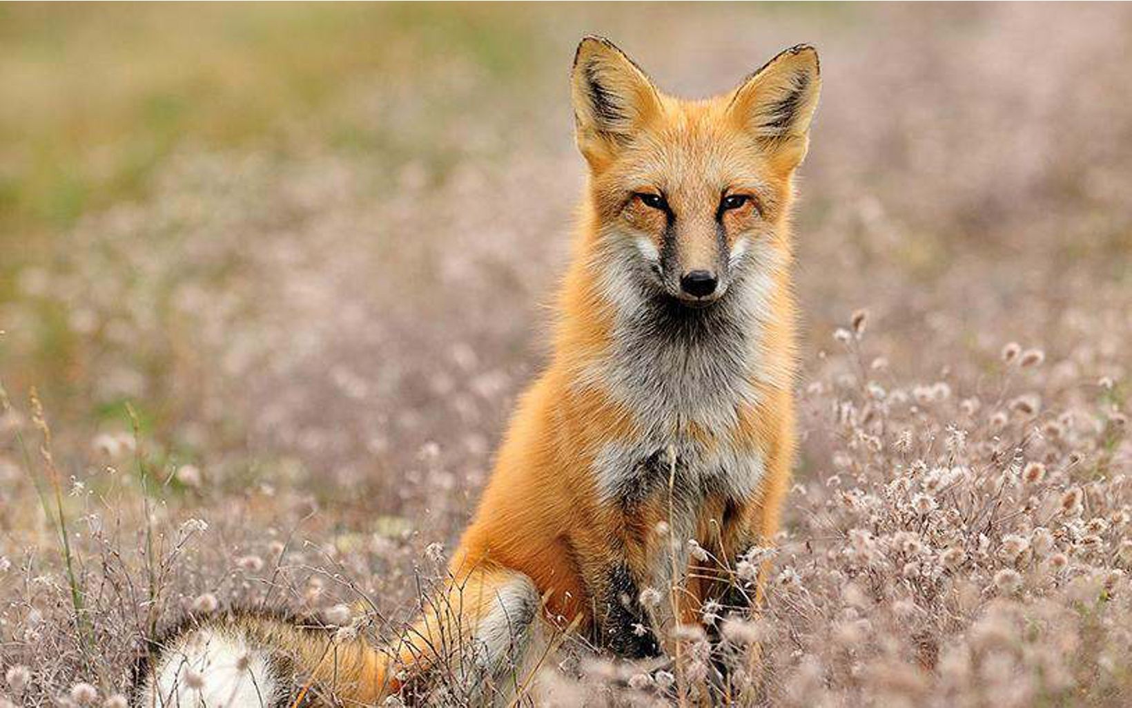 An adult red fox sitting in a field. 