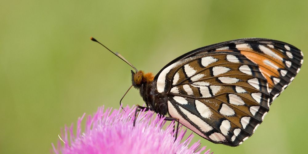 A butterfly perches on a pink bristly flower.