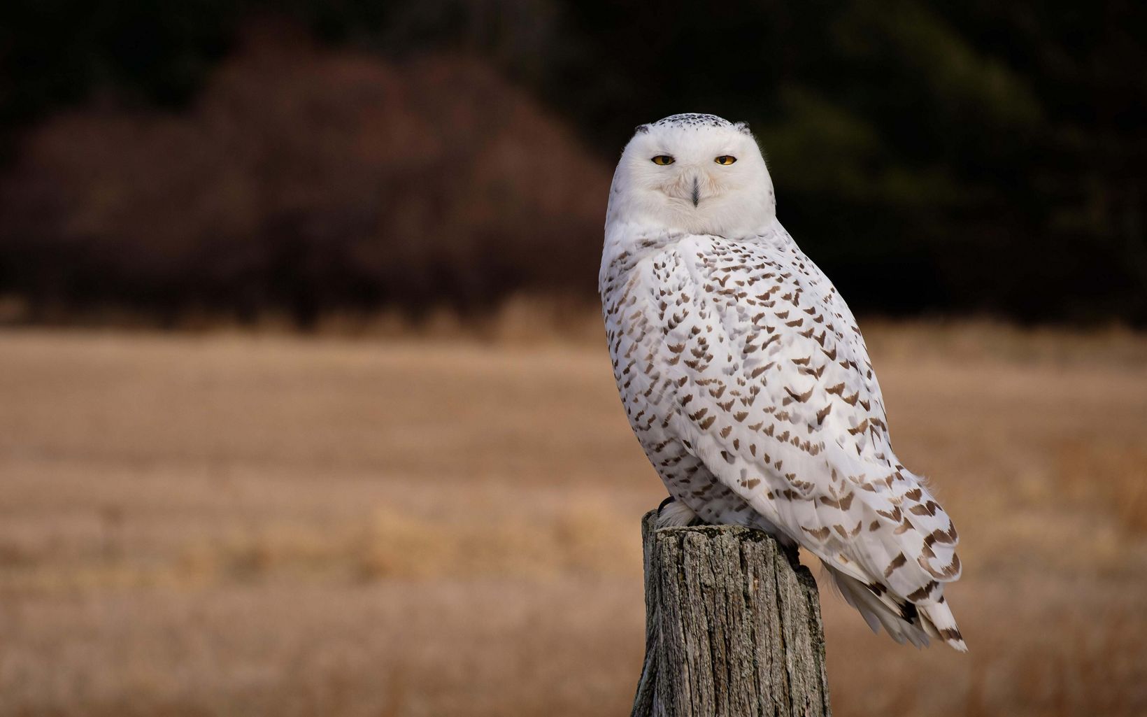 An adult snowy owl perches on a wooden fence post in a field. 