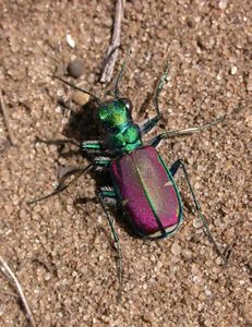 Splendid Tiger Beetle.