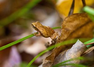 A spring peeper crawls across the forest floor.