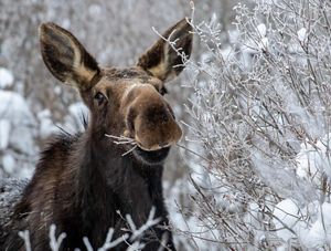 A moose grabs a snowy snack from a shrub. 