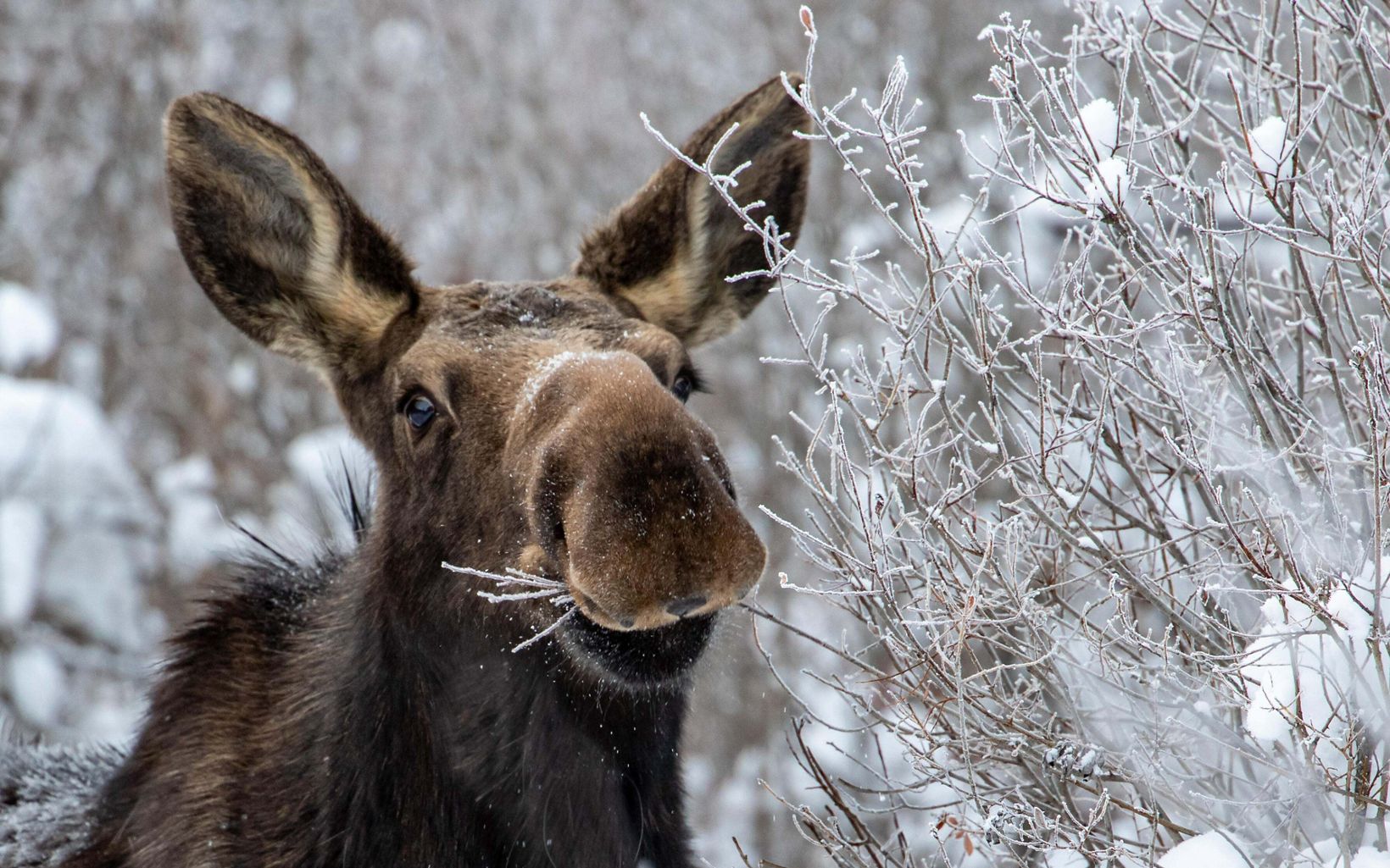 moose munching on a snowy day.