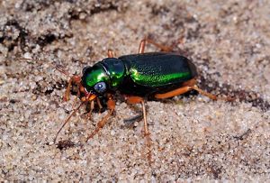 Virginia Metallic Tiger Beetle. 