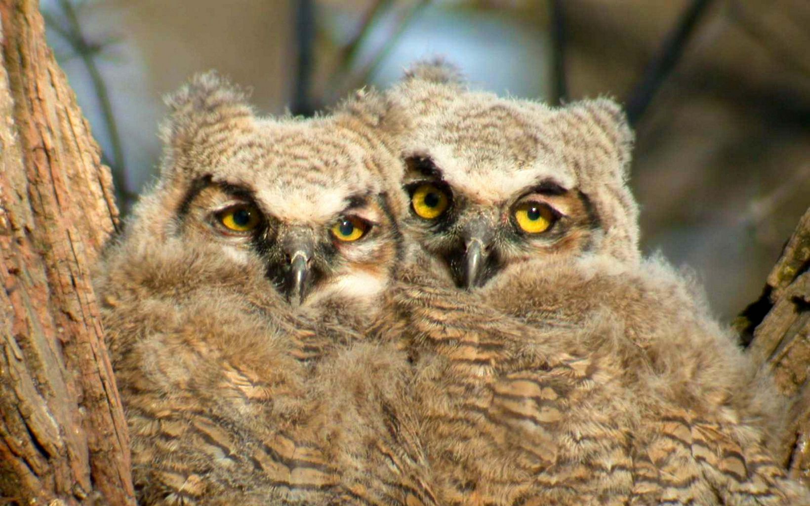 Two fuzzy great horned owl chicks nestled together in a tree.