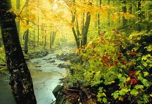 Fall foliage along a stream at Baxter's Hallow, TNC's Wisconsin preserve.