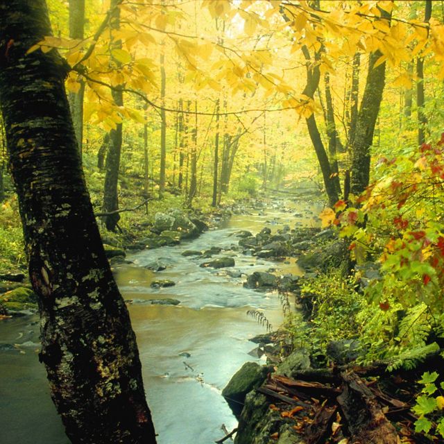 Fall foliage along a stream at Baxter's Hallow, TNC's Wisconsin preserve.
