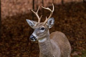 Close-up of white-tailed deer in fall.