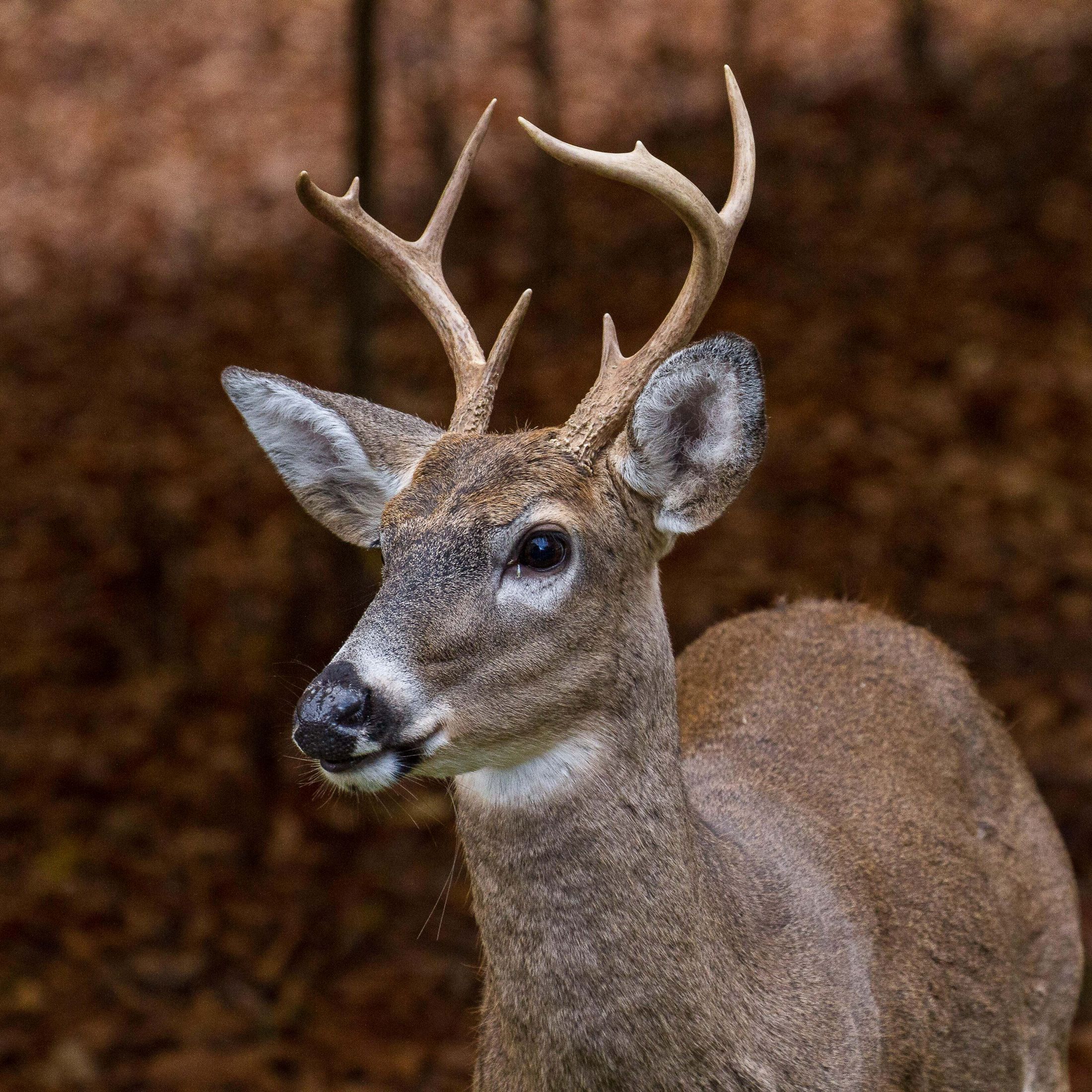 Close-up of white-tailed deer in fall.