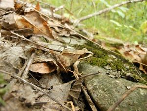 A wood frog sitting on fallen leaves on the forest floor. 