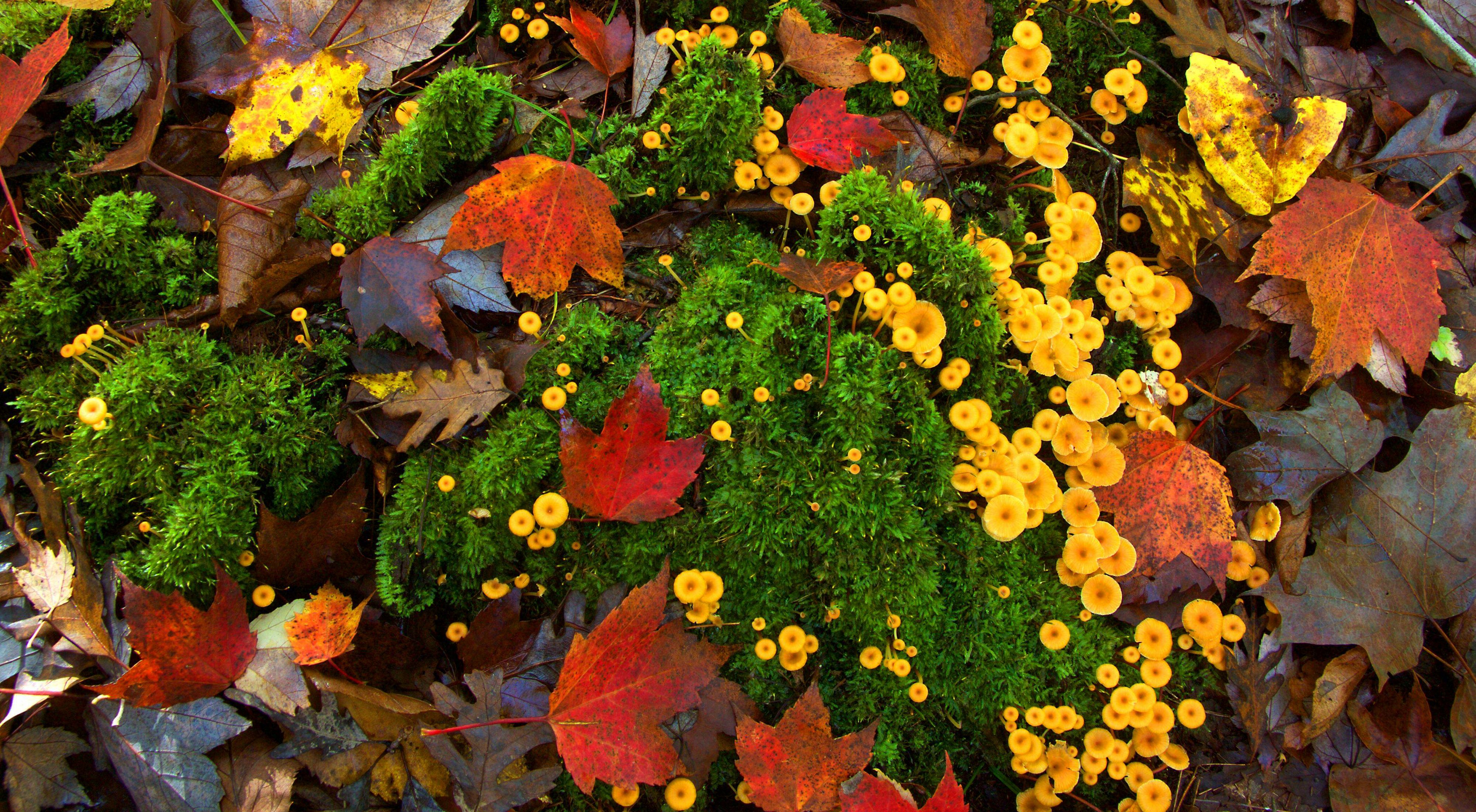 A bird's eye view of bright yellow mushrooms, green moss, and red leaves on the forest floor. 