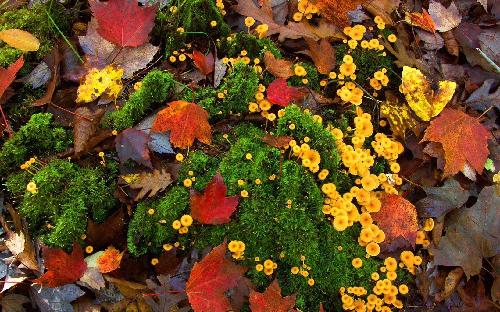 Bright yellow mushrooms on moss surrounded by fallen leaves.