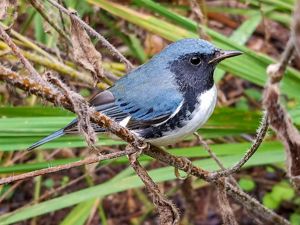 A male black-throated blue warbler on a branch.