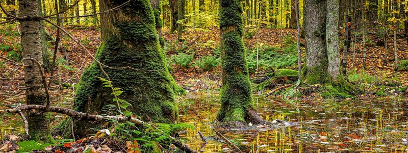 A view into a forest filled with orange, yellow, and green falltime growth.