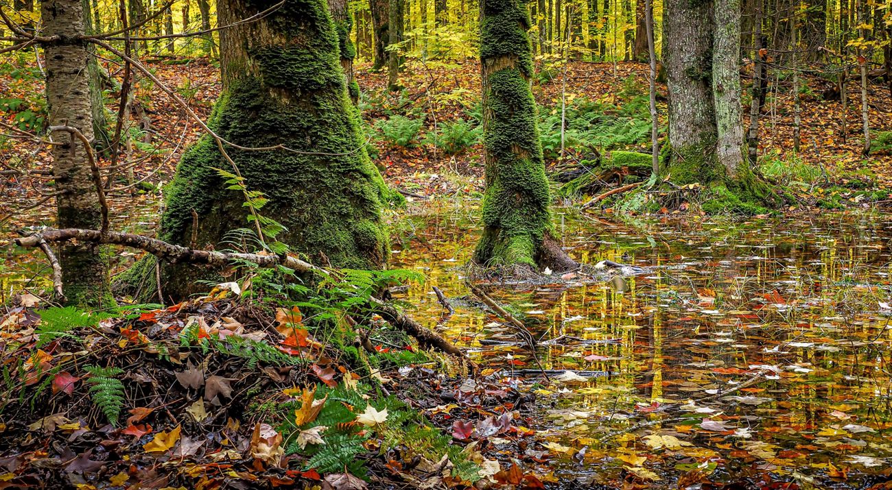 Moss-covered tree trunks among fall leaves on the forest floor around the banks of a stream at the Catherine Wolter Wilderness Area Preserve.