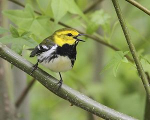 A yellow and black colored bird perches on a limb with it's beak open as if speaking. 
