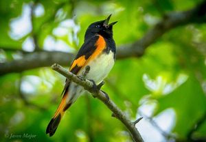 A male American redstart singing while perched on a tree branch. 