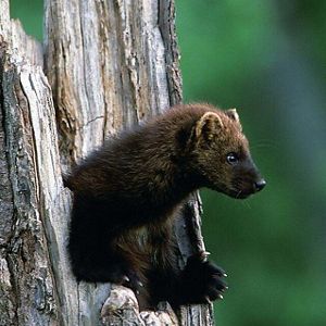 A fisher pokes its head and front paws out of a hollow stump.