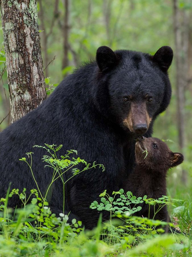 A black bear and her cub sitting in a forest.