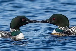 Two common loon birds with black heads and red eyes touch beaks while swimming on water. 