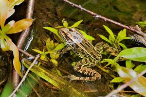 A Northern leopard frog partially submerged in a clear pool in a forest. 