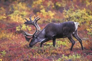 A caribou grazing in a fall foliage field.