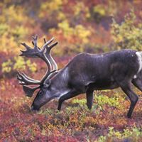 A caribou grazes in a fall-colored field.