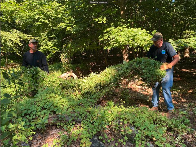 Two people pull on a a large green leafy weed in a forest.