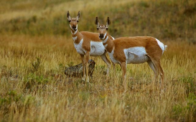 Two pronghorn standing together in the tallgrass prairie.