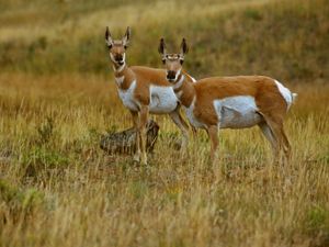 Two female pronghorn stand together in a field of golden grasses.