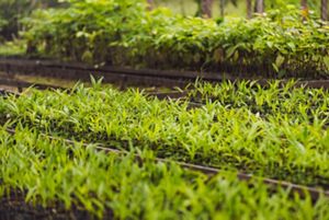 Native forest seedlings in a nursery 