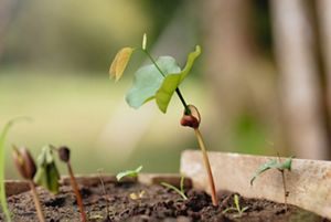 A seed sprouts at Tucuma Municipal Nursery