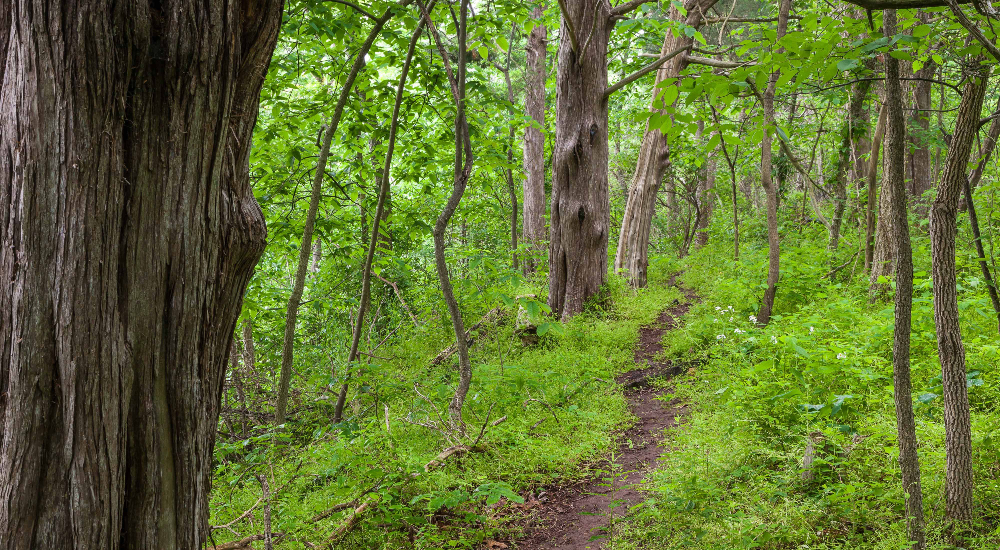 A narrow dirt trail winds through a densely wooded forest.