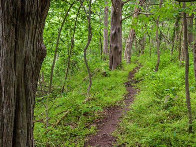 Three well marked trails take the visitor through a variety of habitat types on this West Virginia preserve. 