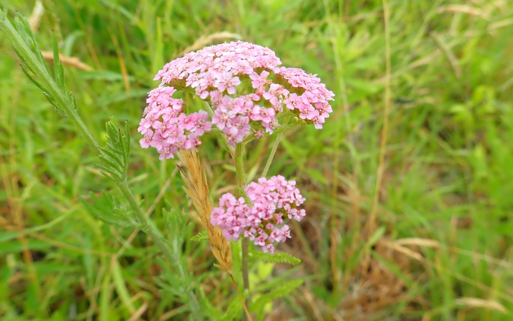 A plant with clusters of small pink flowers.