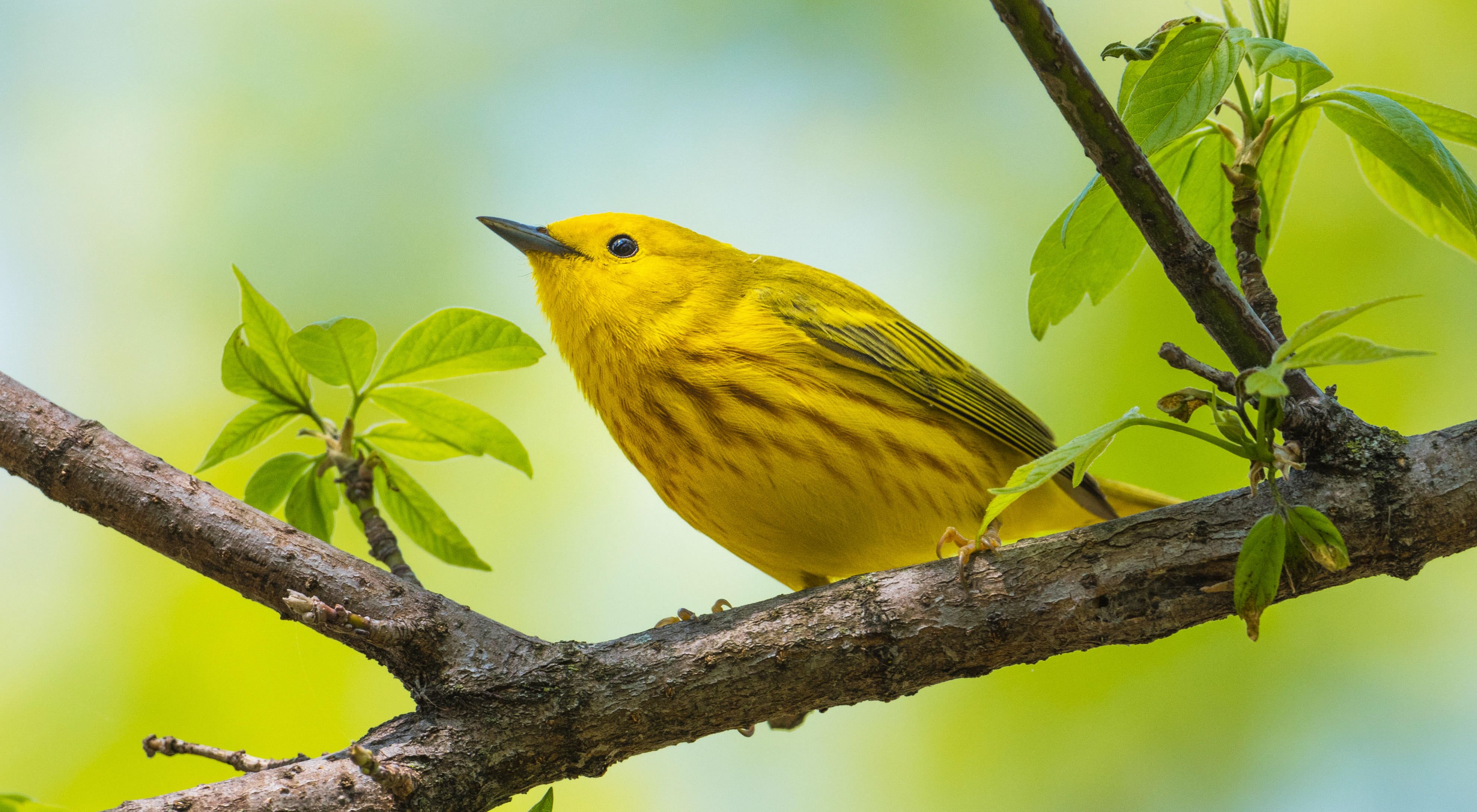 A yellow warbler, a small yellow bird, perches on a tree branch among leaves.