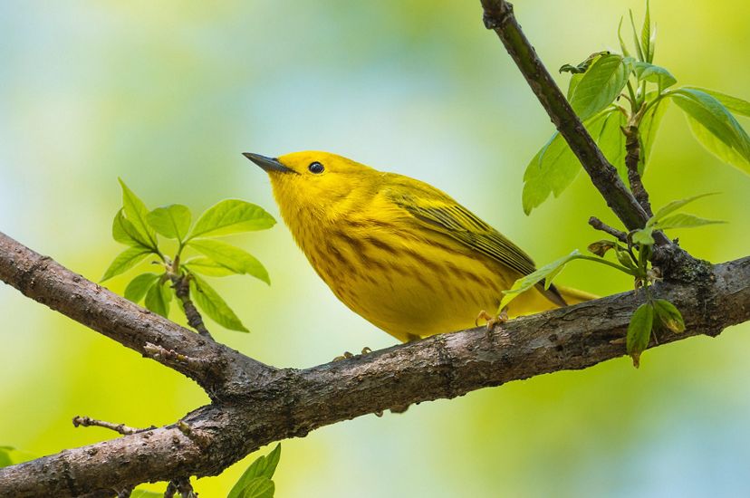 A small yellow bird perches on a tree branch with green leaves.