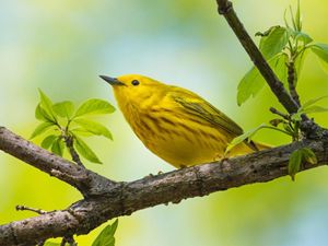 Yellow warbler perched sideways on a tree limb, which is starting to leaf out.