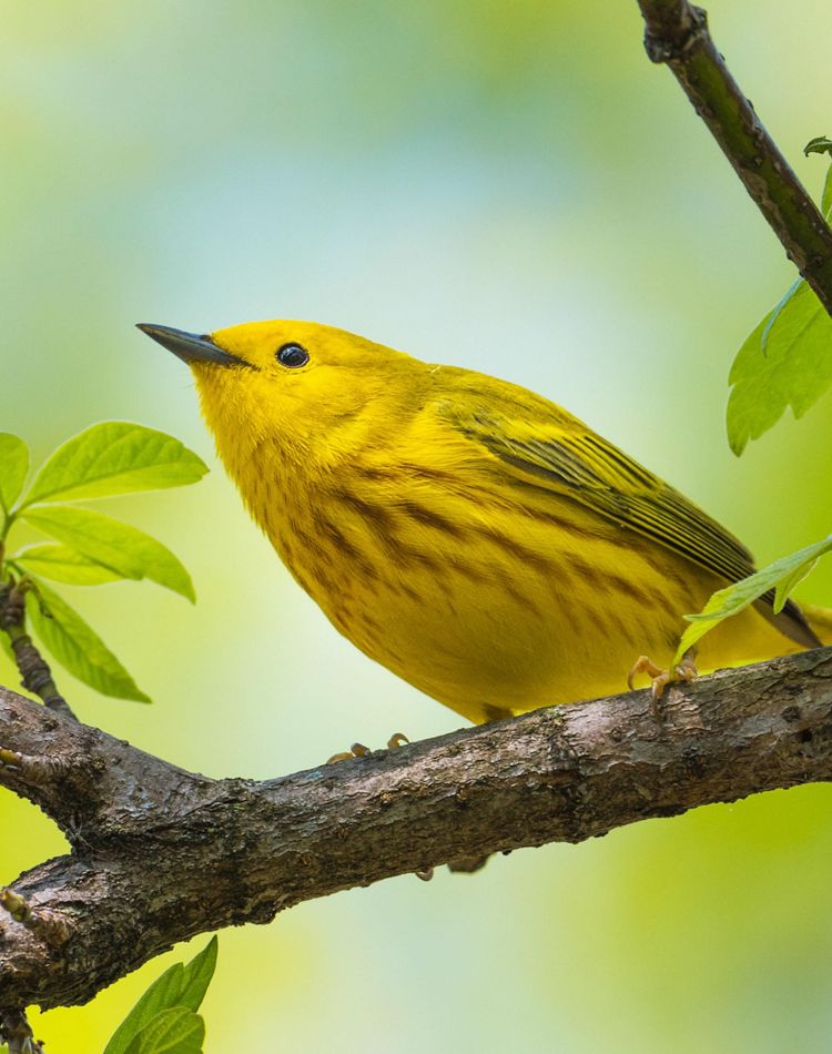 A yellow warbler on a tree branch.