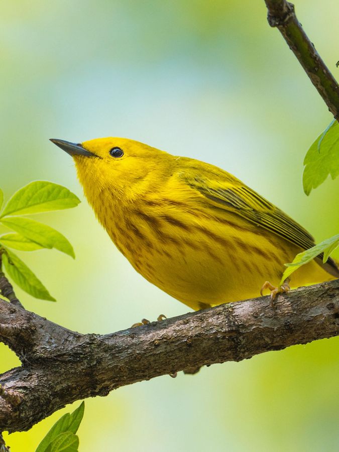 A yellow warbler on a tree branch.